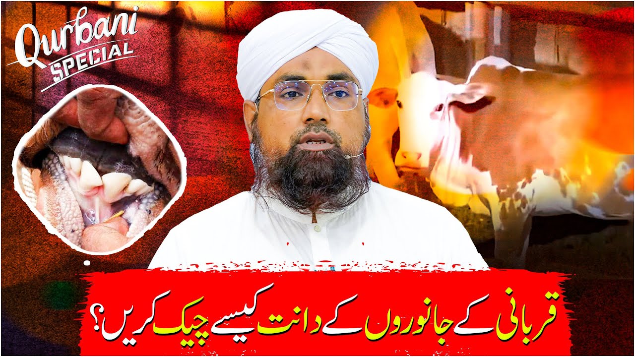 Qurbani Ke Janwar Ke Dant Check Karne Ka Tarika